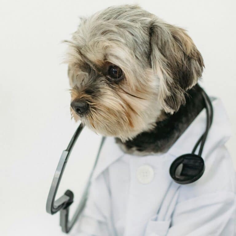 kennel flooring systems  epoxy floors nj Kennel Flooring Systems